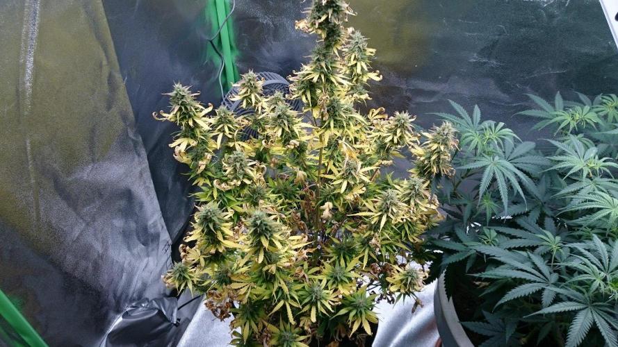 Lady Emma. Week 5