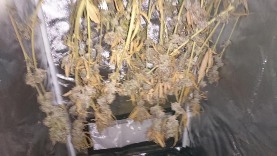 Lady Magyklenia. Week 12