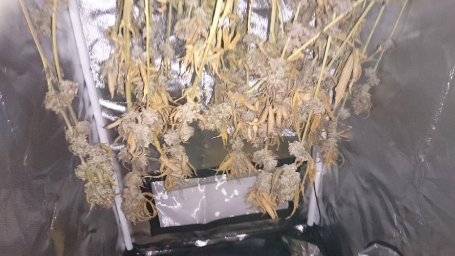 Lady Magyklenia. Week 12
