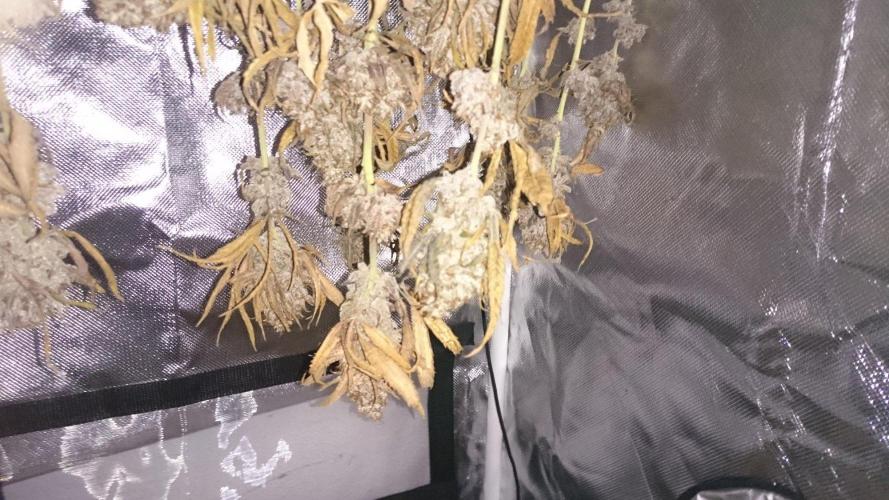Grandmommy Purple. Week 12
