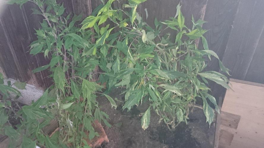 Variegated Delight© Regular. Week 8