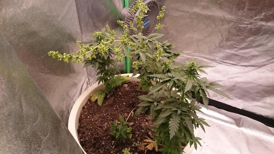 Preservation Mongolistica Lemon. Week 5