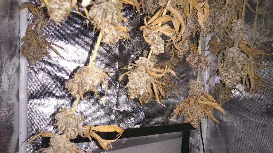 Lady Magyklenia. Week 12