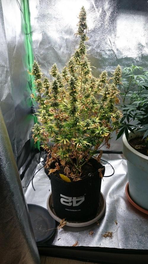Gorilla Cookies Auto. Week 5