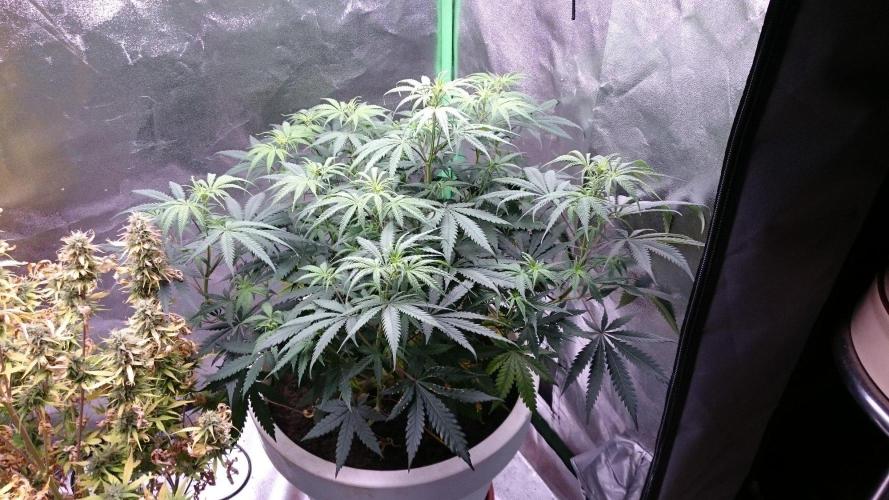 Tropical Swirl. Week 5