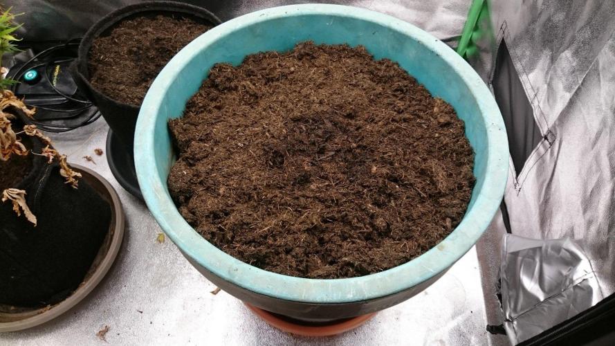 Tropical Swirl. Week 0