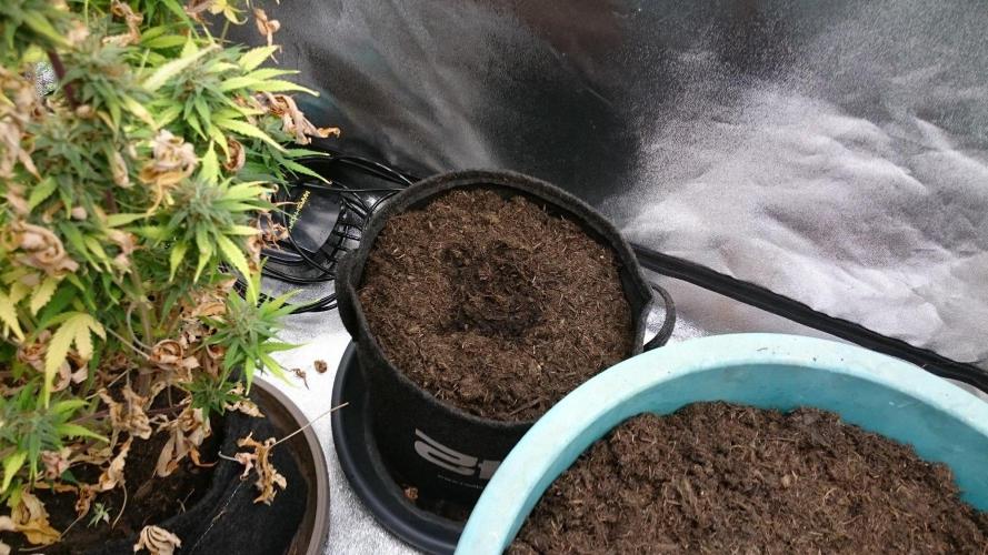 Auto Banana Blaze. Week 0