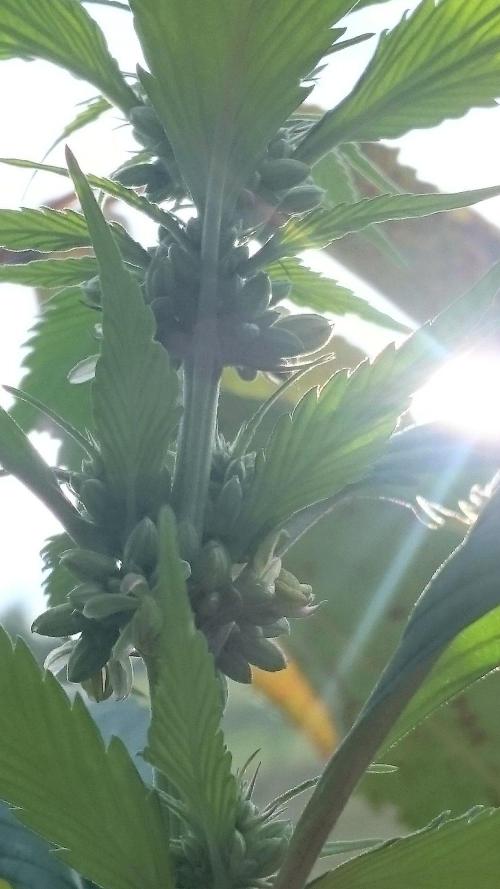 Variegated Delight© Regular. Week 8