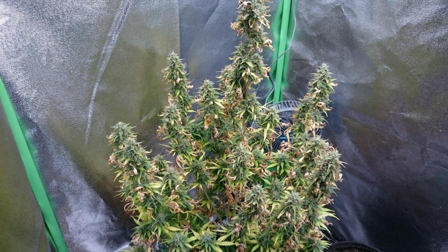 Lady Emma. Week 5