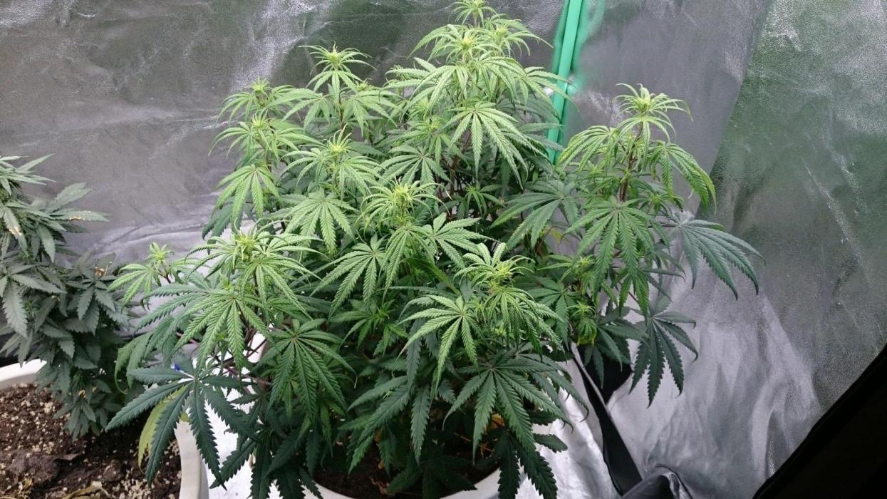 Lady Hidaya. Week 7