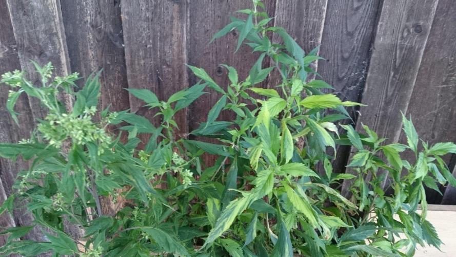 Variegated Delight© Regular. Week 9