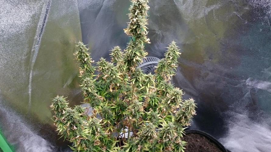 Lady Emma. Week 6