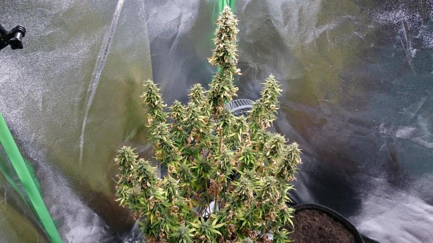 Gorilla Cookies Auto. Week 6