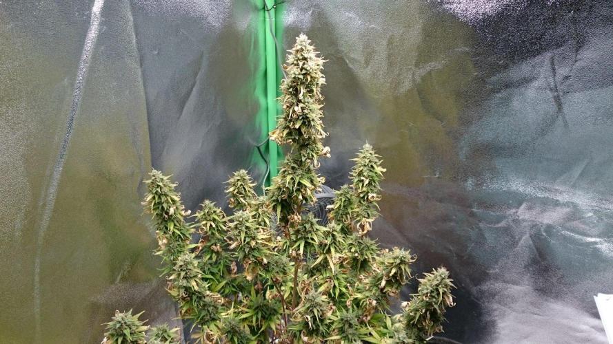 Lady Emma. Week 6