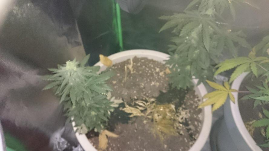 Preservation Mongolistica Lemon. Week 7