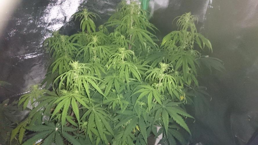 Tropical Swirl. Week 8