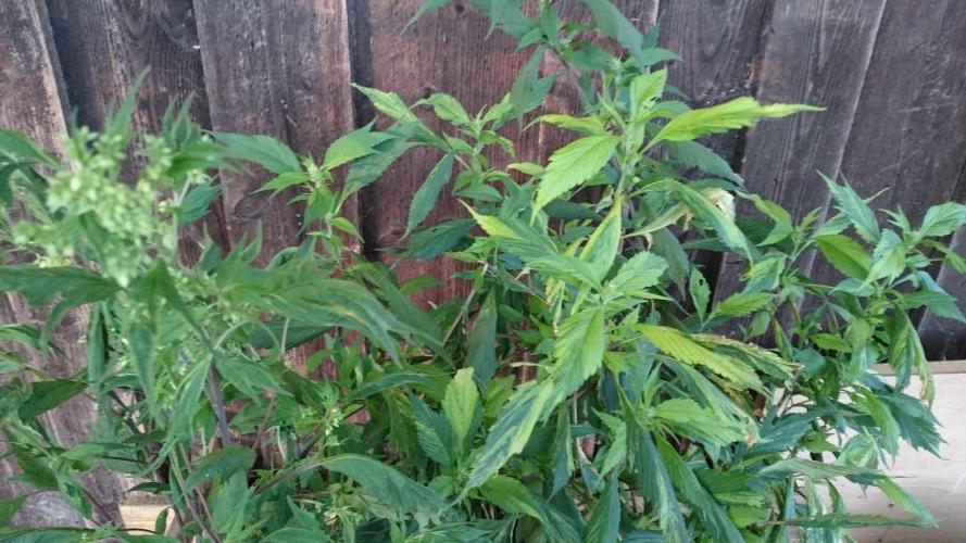 Variegated Delight© Regular. Week 10