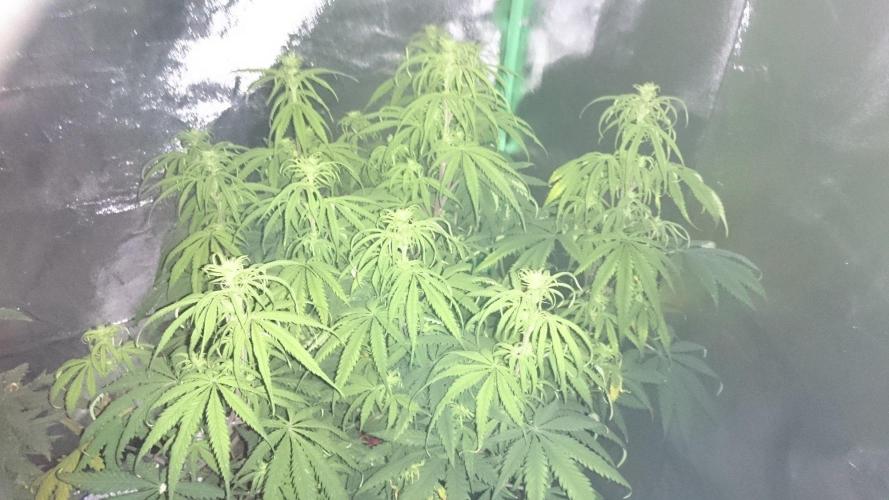 Tropical Swirl. Week 8