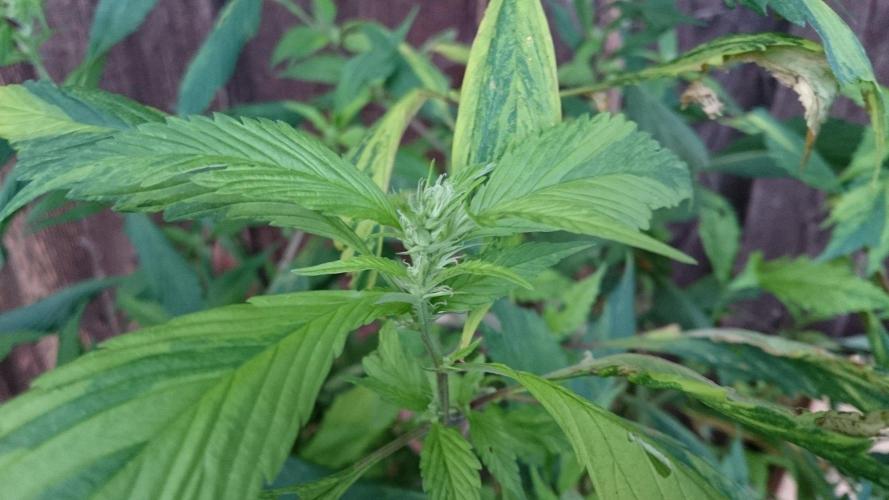 Variegated Delight© Regular. Week 10