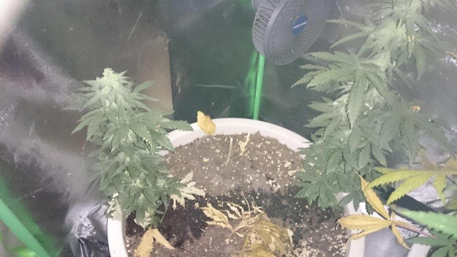 Preservation Mongolistica Lemon. Week 7