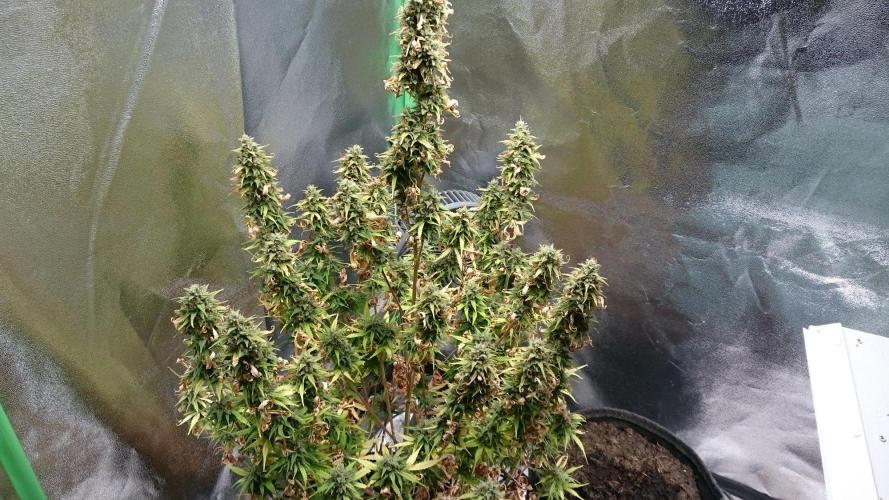 Gorilla Cookies Auto. Week 6