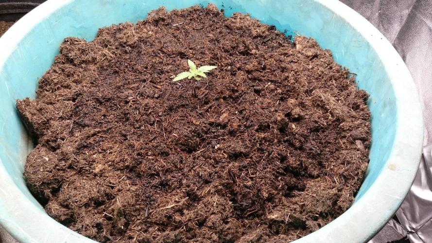 Tropical Swirl. Week 1