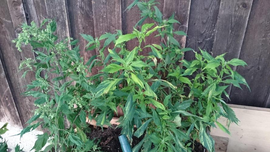 Variegated Delight© Regular. Week 10
