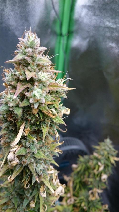 Gorilla Cookies Auto. Week 6
