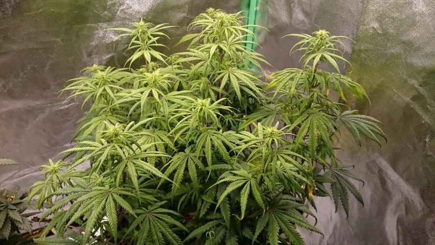 Tropical Swirl. Week 8