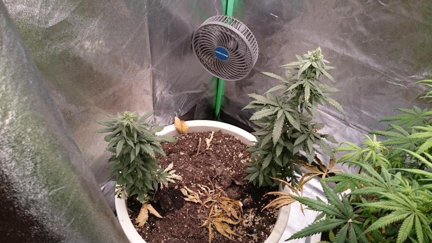 Preservation Mongolistica Lemon. Week 7
