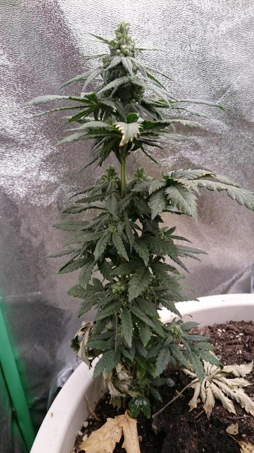 Preservation Mongolistica Lemon. Week 7