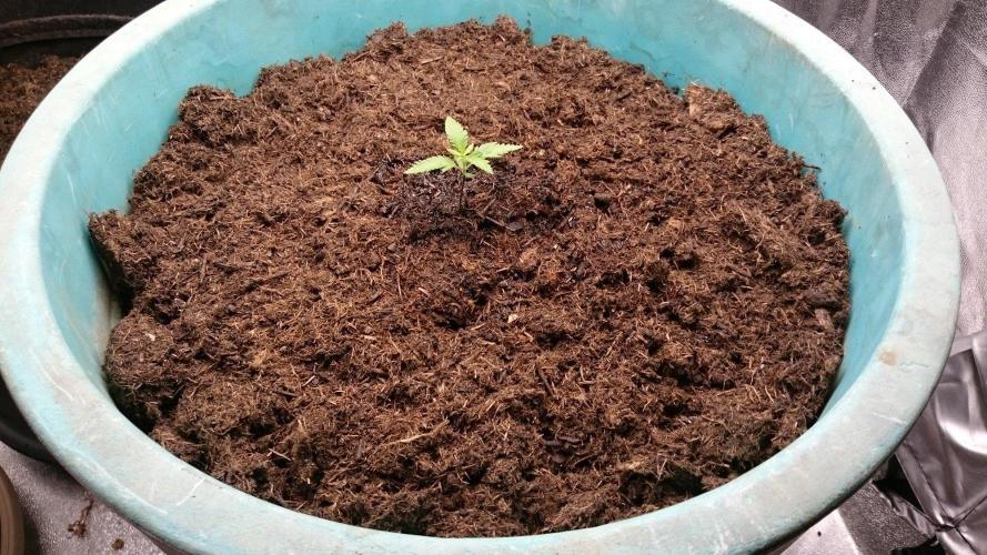 Lady  Effimia. Week 1 - 13