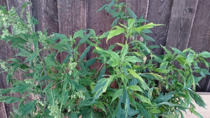 Variegated Delight© Regular. Week 10