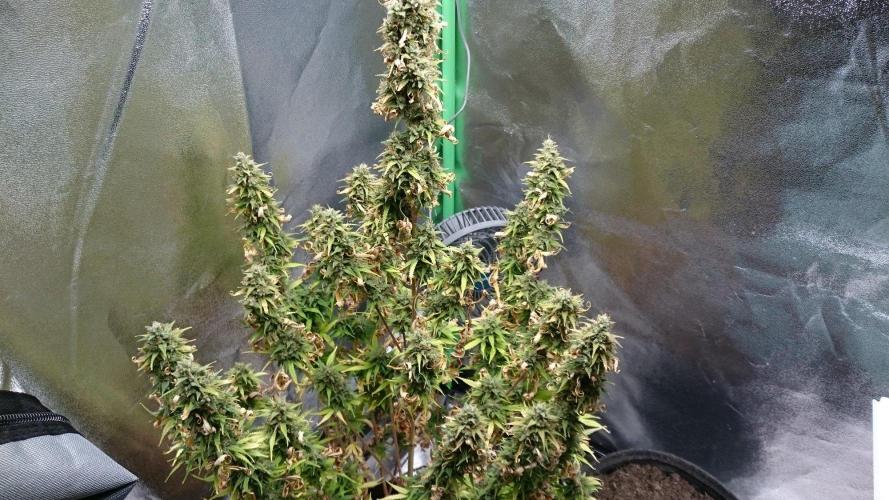 Gorilla Cookies Auto. Week 6