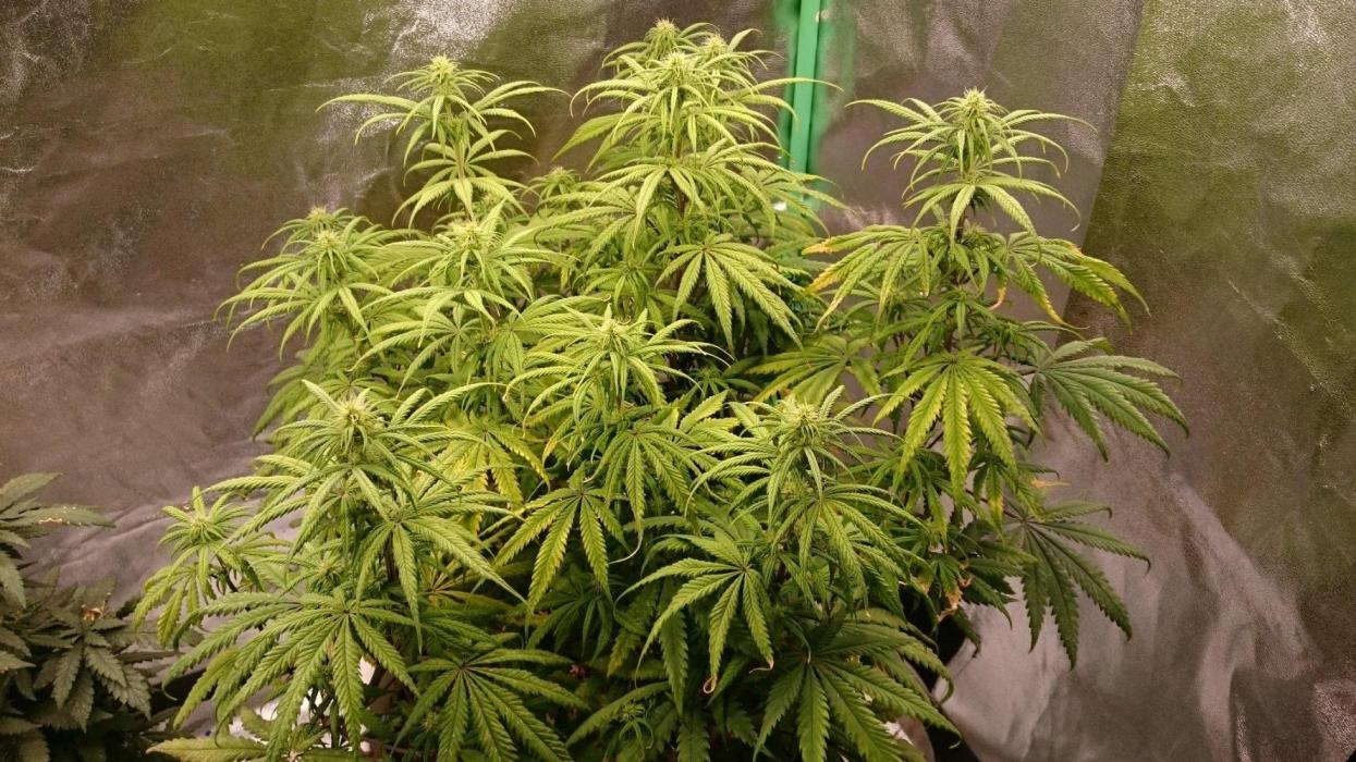 Lady Hidaya. Week 9
