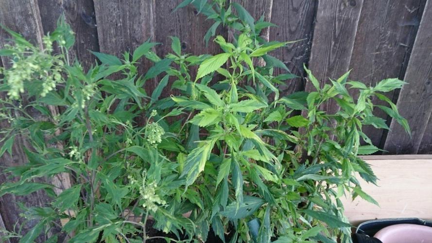 Variegated Delight© Regular. Week 11