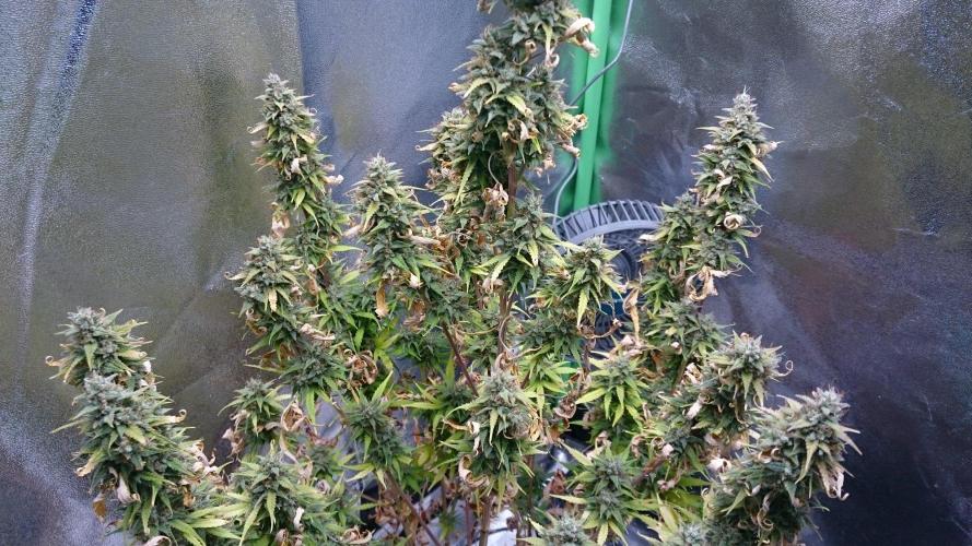 Gorilla Cookies Auto. Week 6