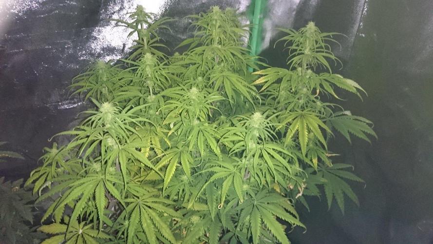 Tropical Swirl. Week 9