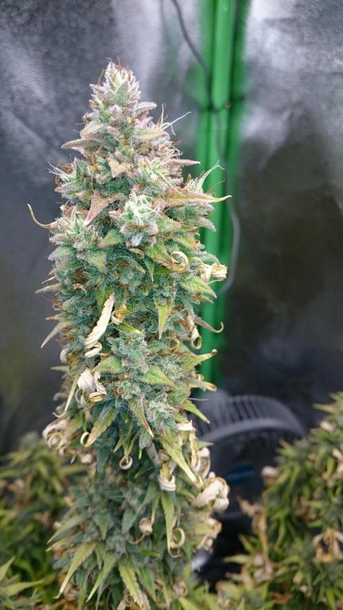 Gorilla Cookies Auto. Week 6