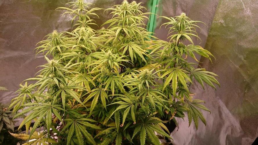 Tropical Swirl. Week 9