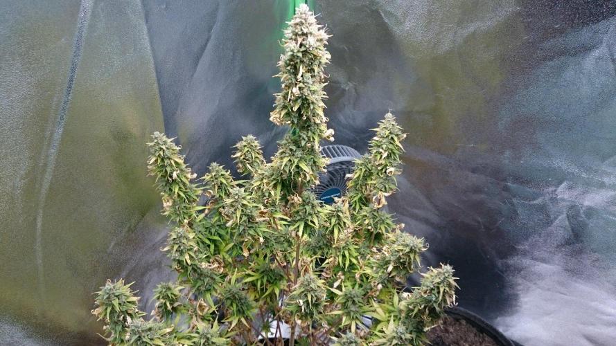 Gorilla Cookies Auto. Week 6
