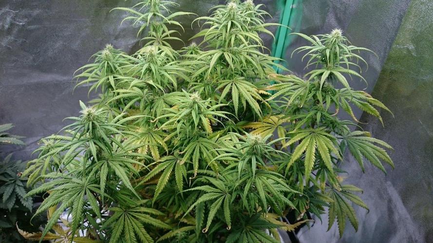 Tropical Swirl. Week 9