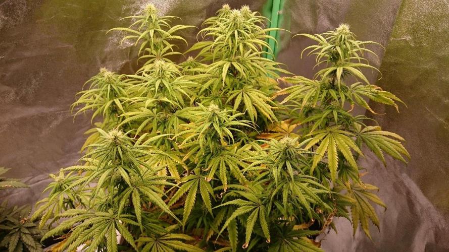 Tropical Swirl. Week 9