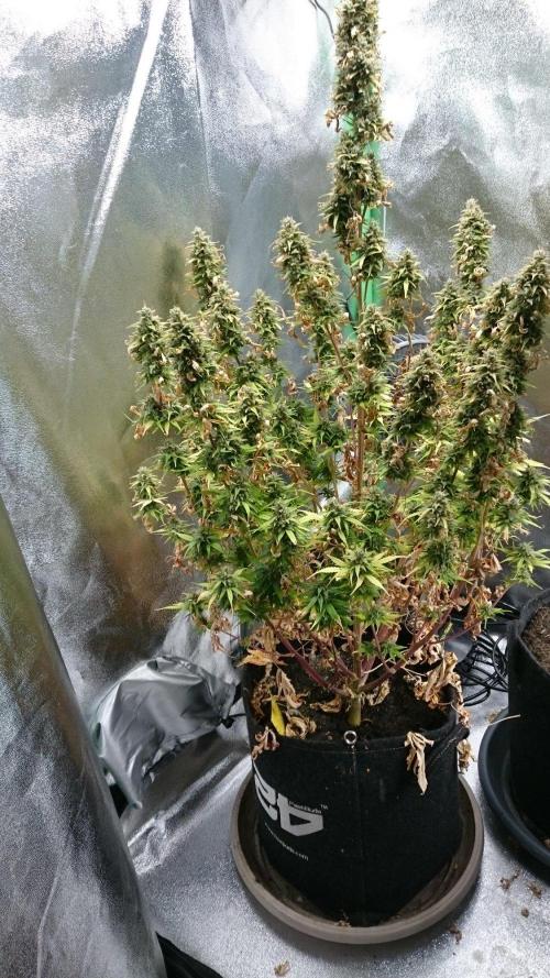 Gorilla Cookies Auto. Week 6
