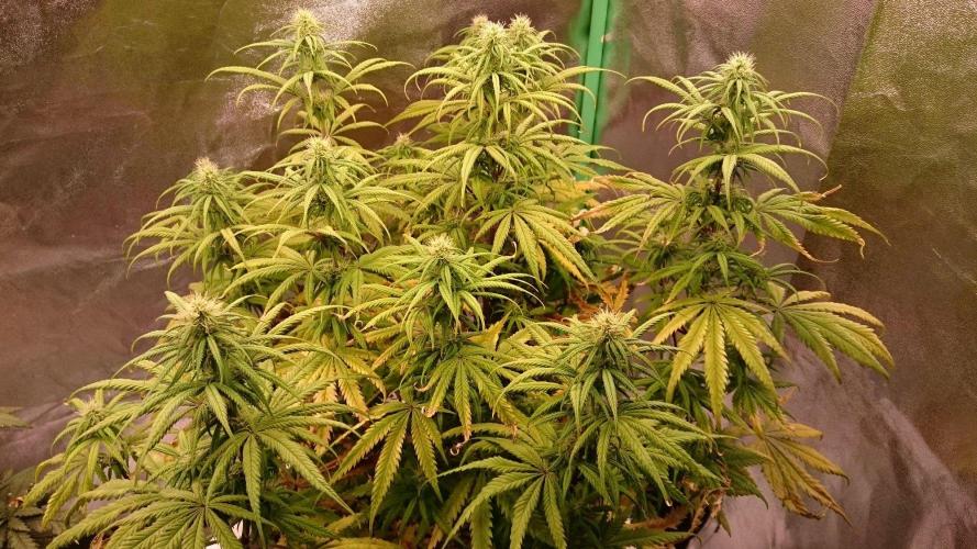Tropical Swirl. Week 9