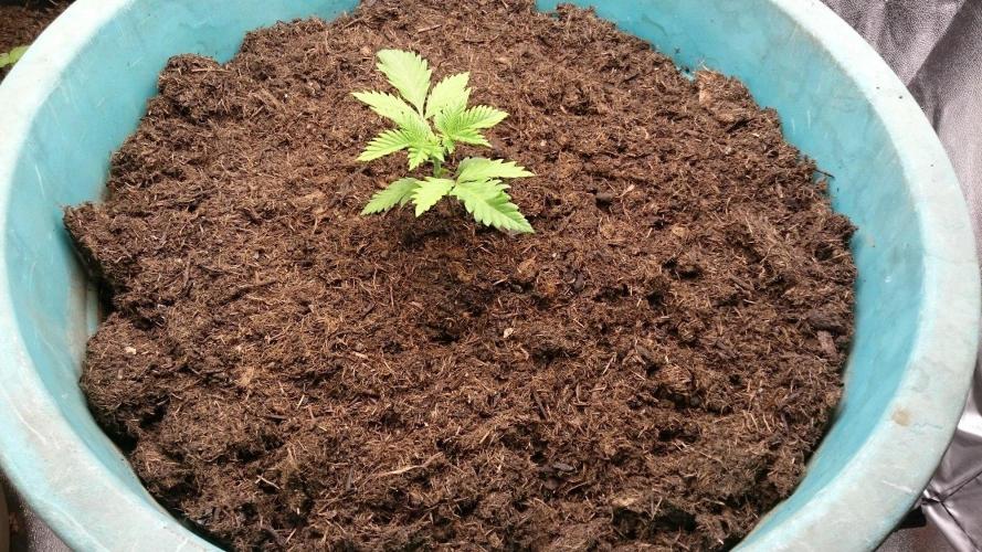 Tropical Swirl. Week 1