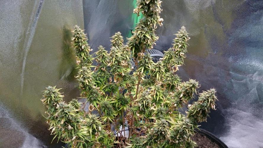 Gorilla Cookies Auto. Week 7