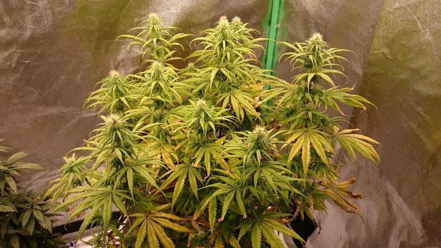 Lady Hidaya. Week 9