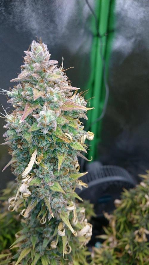 Lady Emma. Week 7