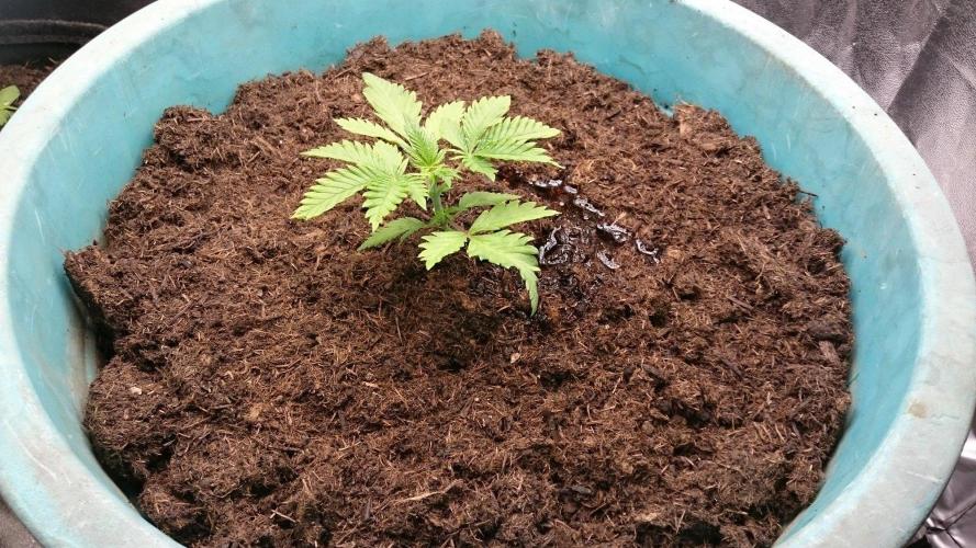 Tropical Swirl. Week 2